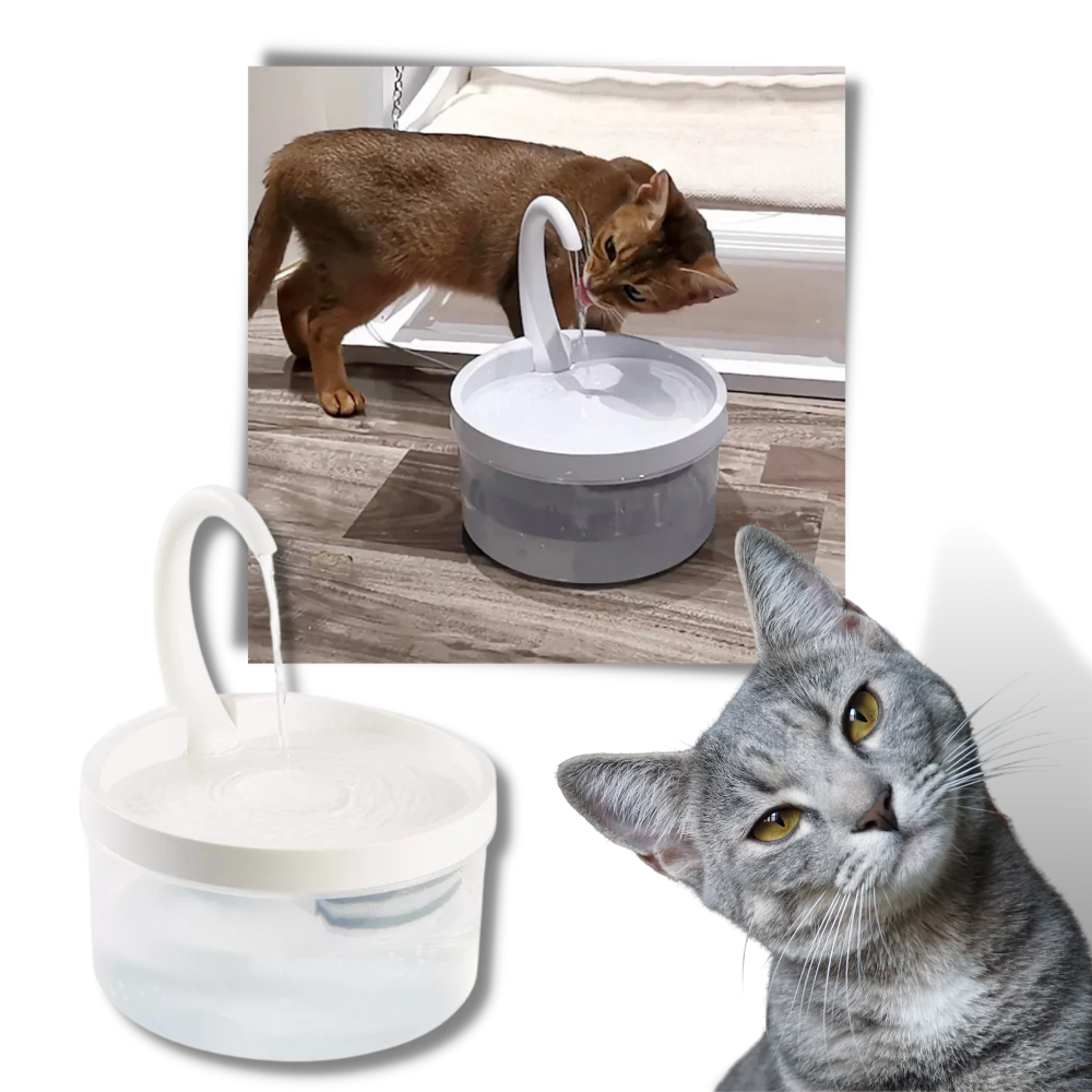 Cat water fountain outlet canada