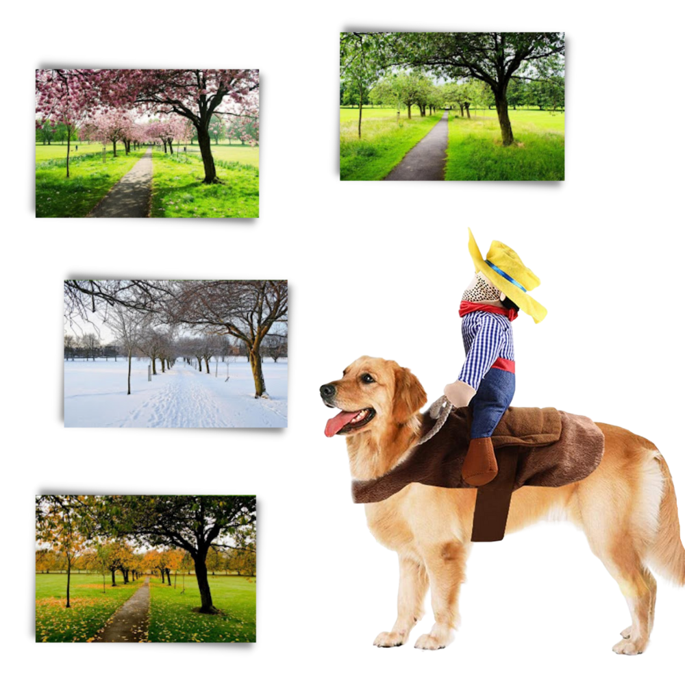 Dog costume riding clearance cowboy